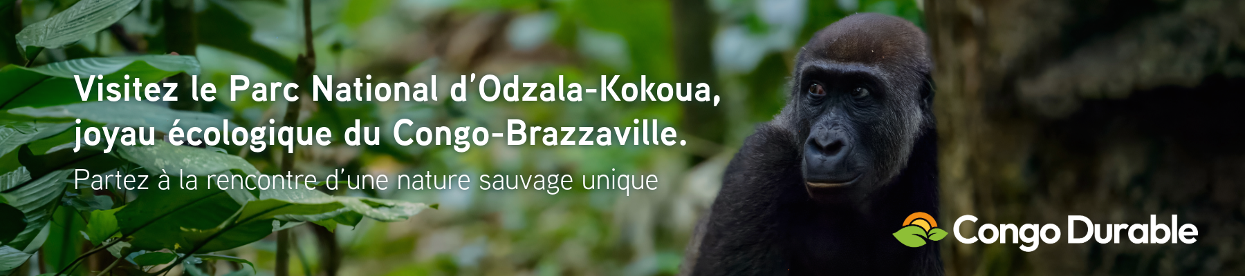 Visitez le Parc National d’Odzala-Kokoua, joyau écologique du Congo-Brazzaville.